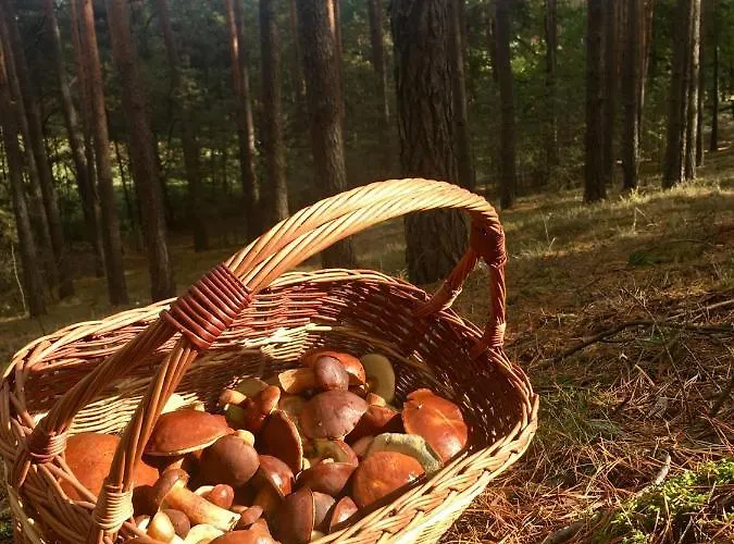 Na Wsi Mokosz Holiday home Kwilcz